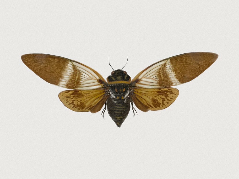 Insect Moth 1 art print by Matthew Piotrowicz for $57.95 CAD