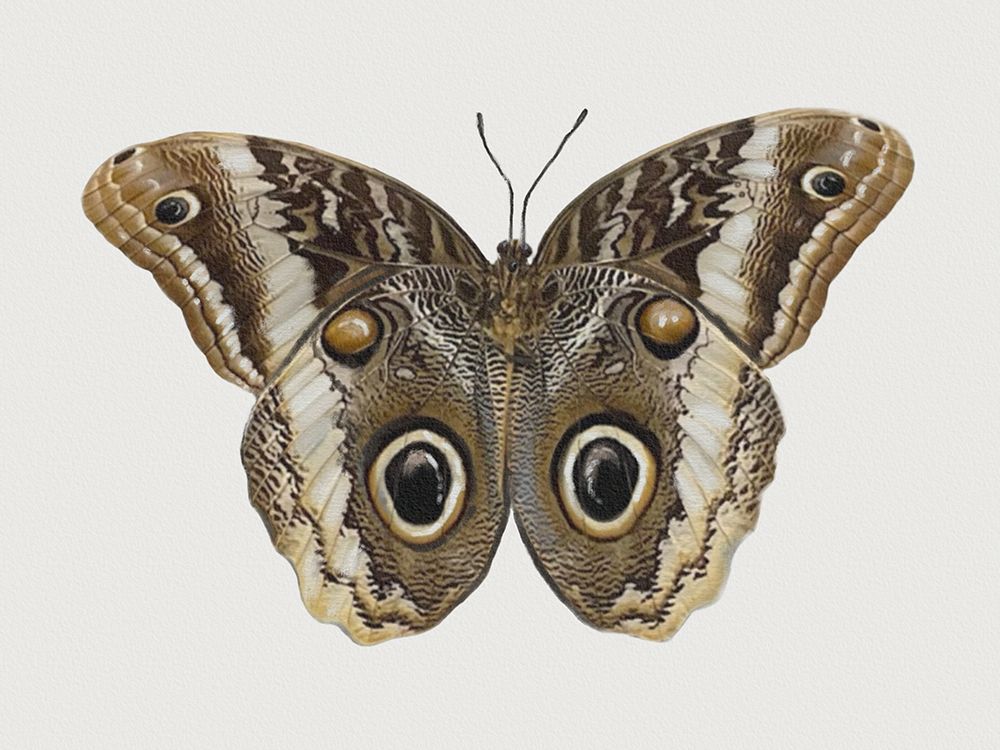 Insect Moth 2 art print by Matthew Piotrowicz for $57.95 CAD