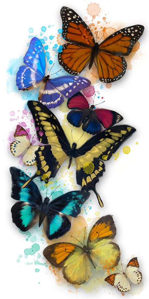 Butterflies Long White art print by Matthew Piotrowicz for $57.95 CAD