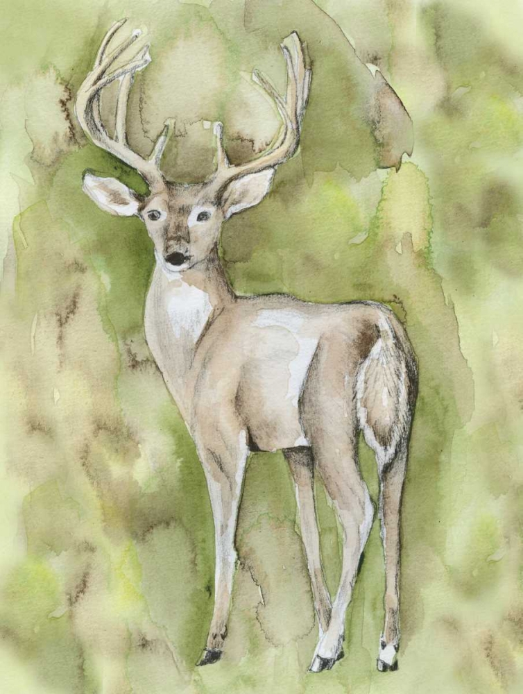 Sterling Deer art print by Pam Varacek for $57.95 CAD