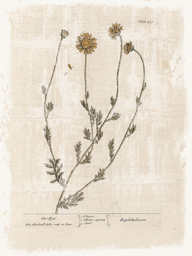 Farmhouse Flower 1 art print by Lula Bijoux and Company for $57.95 CAD