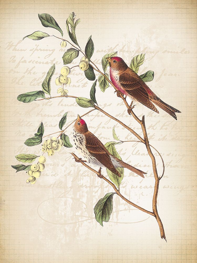 Birds 2 art print by Lula Bijoux and Company for $57.95 CAD