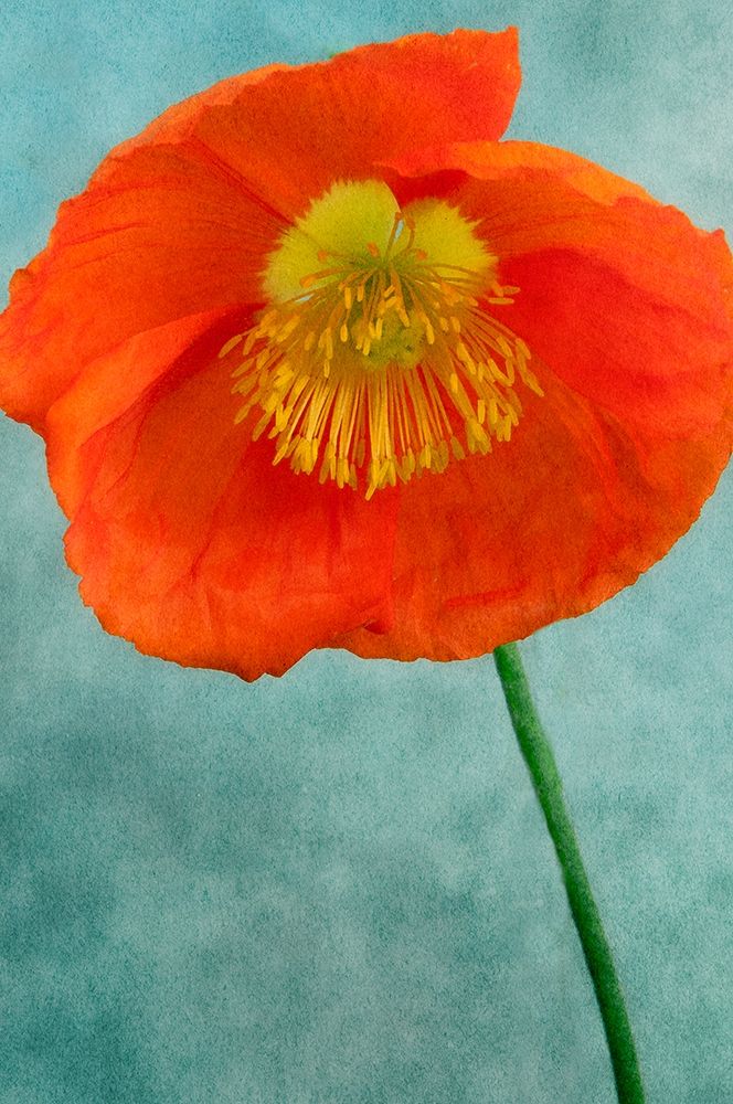 Poppy 2 art print by Dianne Poinski for $57.95 CAD