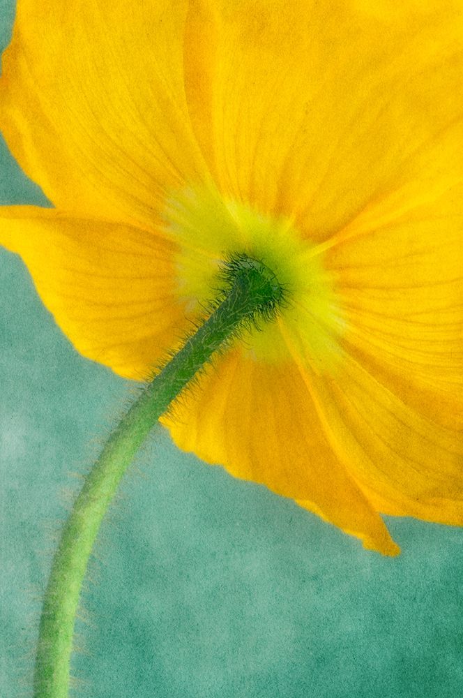 Poppy 5 art print by Dianne Poinski for $57.95 CAD