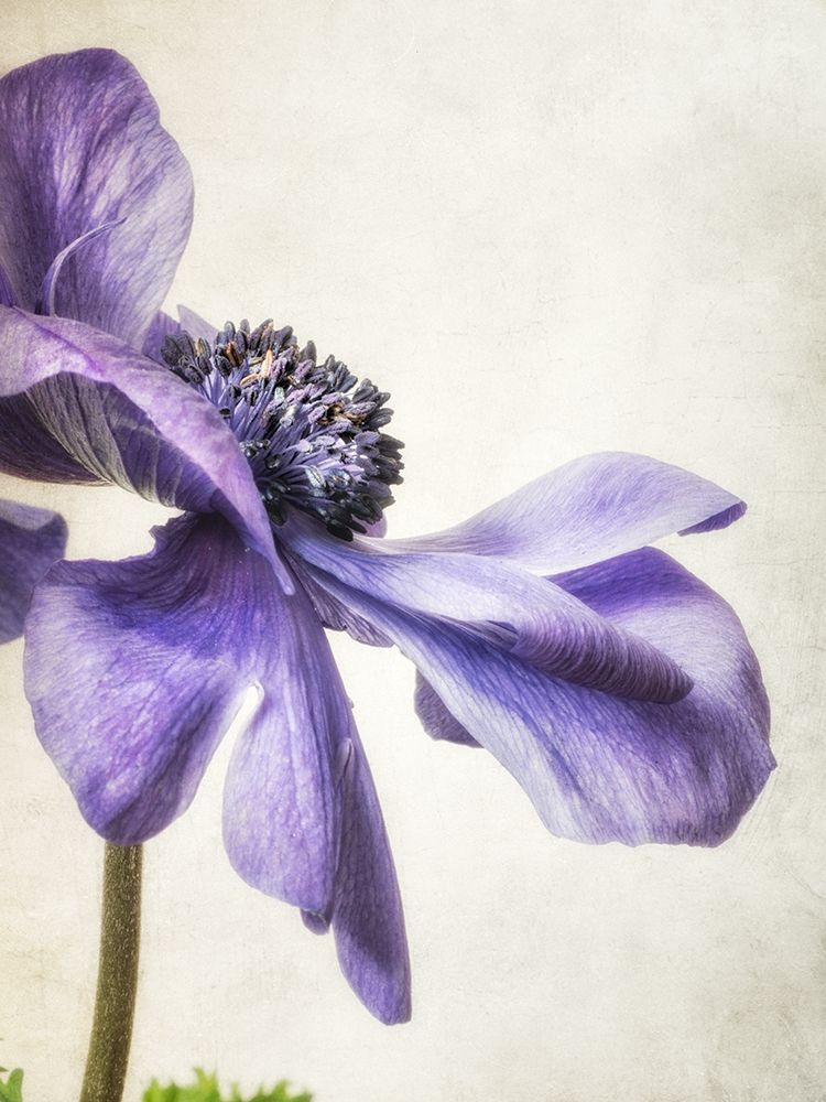 Purple Anemone art print by Dianne Poinski for $57.95 CAD