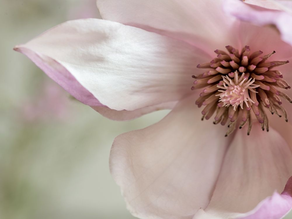 Pink Magnolia 2 art print by Dianne Poinski for $57.95 CAD