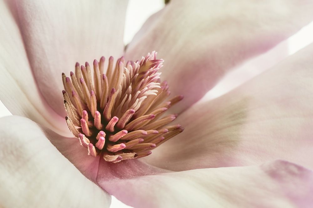 Pink Magnolia 3 art print by Dianne Poinski for $57.95 CAD