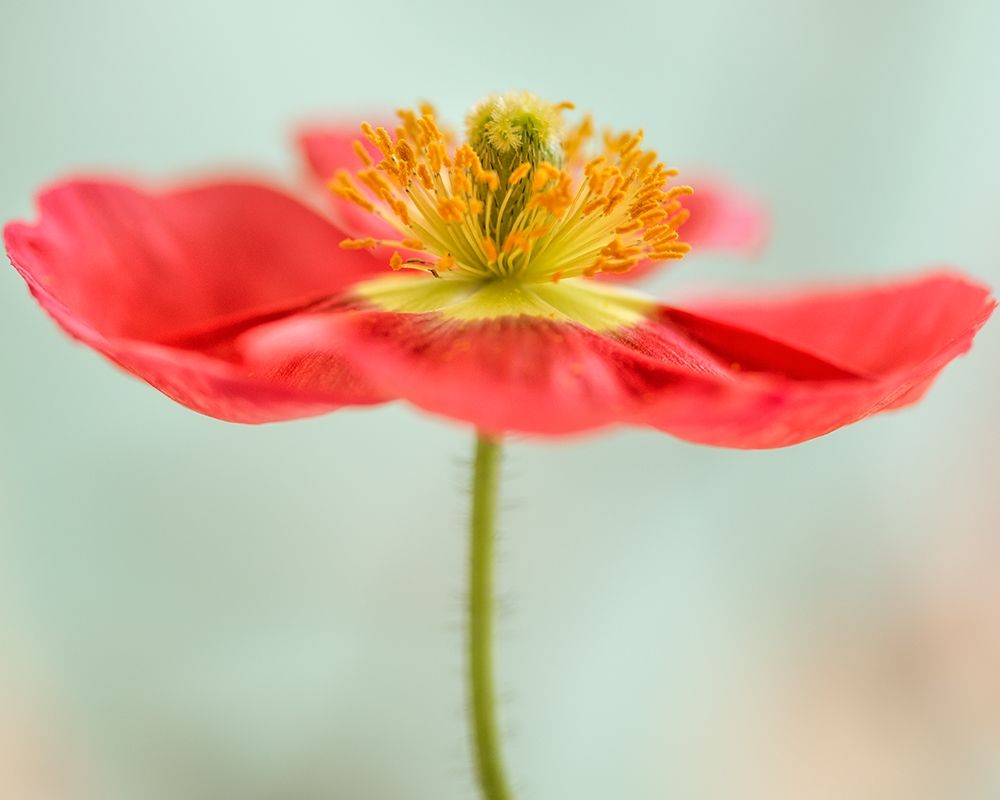 Pink Poppy 1 art print by Dianne Poinski for $57.95 CAD