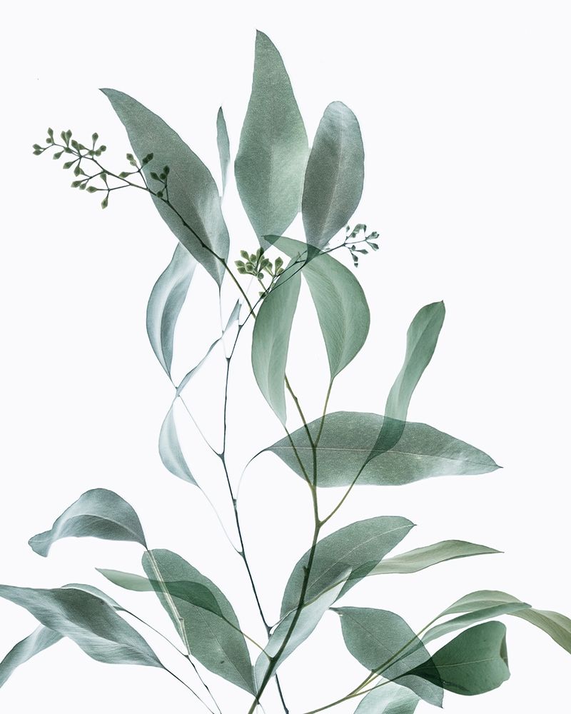 Gentle Botanical 3 art print by Dianne Poinski for $57.95 CAD