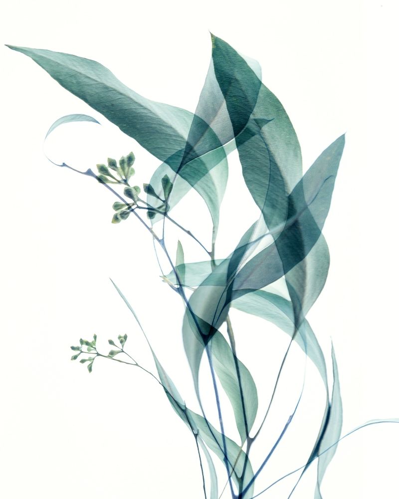 Gentle Botanical 4 art print by Dianne Poinski for $57.95 CAD