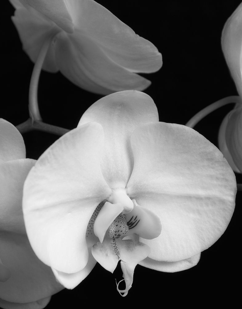 White Orchid 1 art print by Dianne Poinski for $57.95 CAD