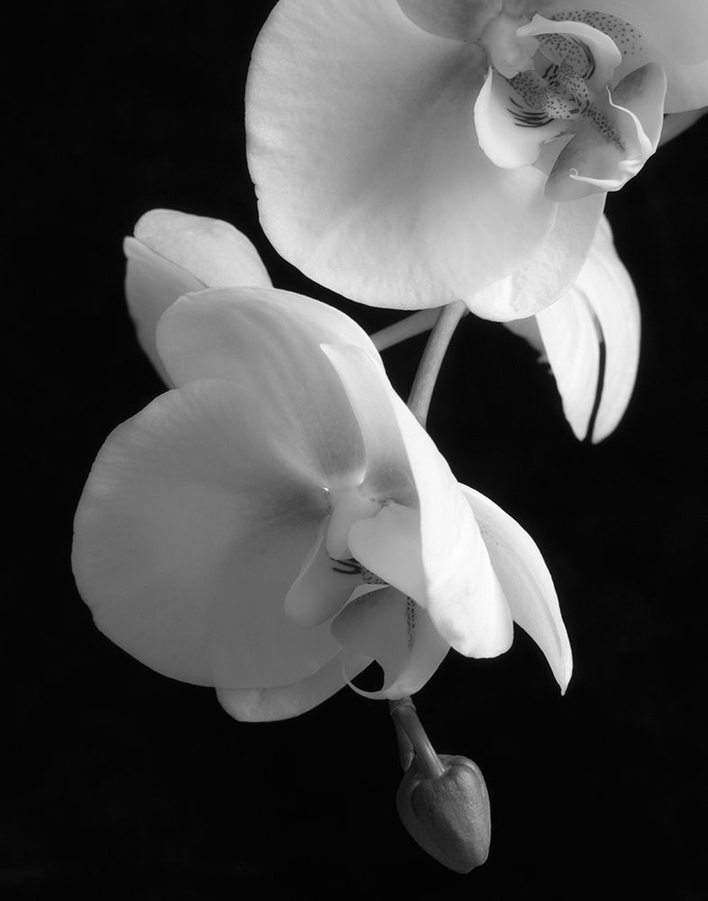 White Orchid 2 art print by Dianne Poinski for $57.95 CAD