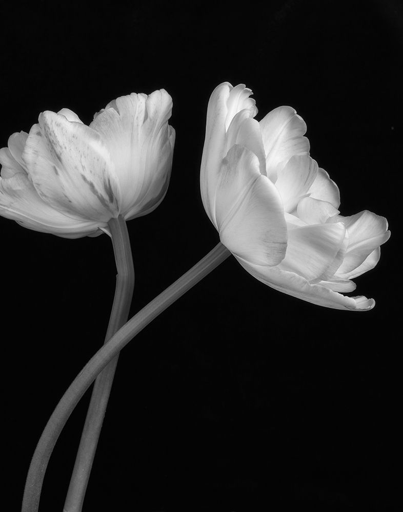 Black and White Roses 3 art print by Dianne Poinski for $57.95 CAD