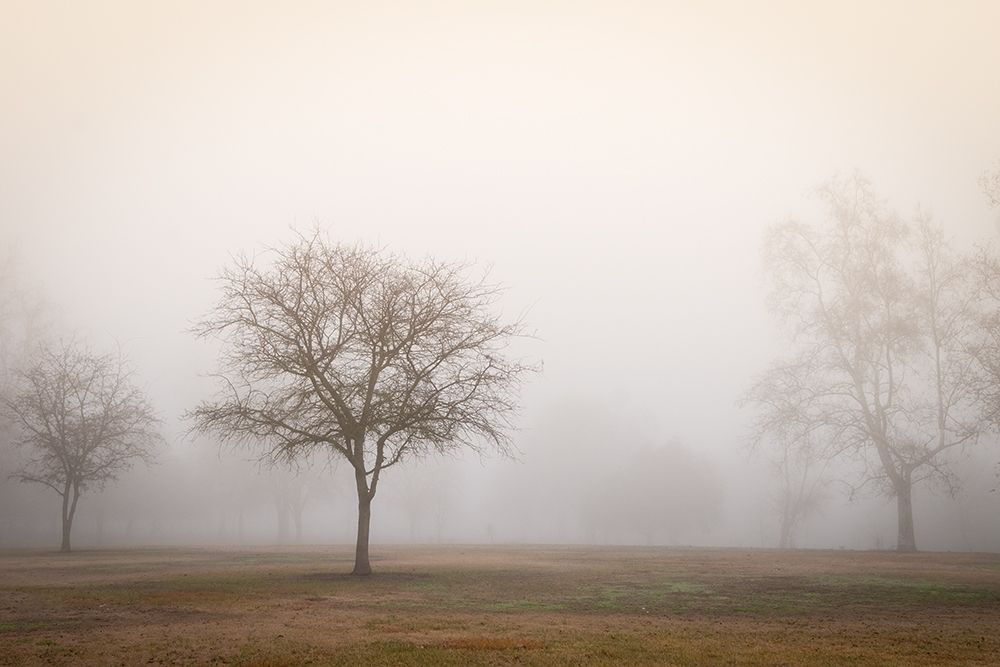 Trees in Fog 2 art print by Dianne Poinski for $57.95 CAD