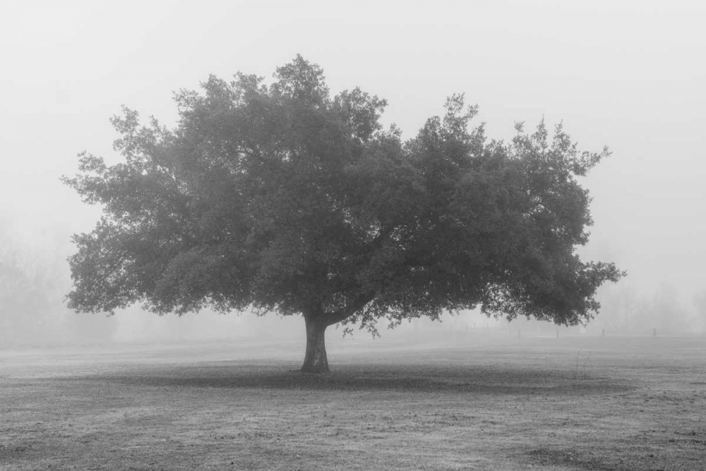 Trees in Fog BW art print by Dianne Poinski for $57.95 CAD