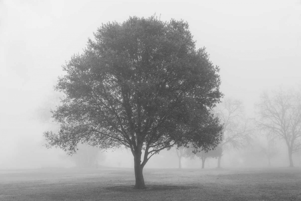 Trees in Fog BW art print by Dianne Poinski for $57.95 CAD