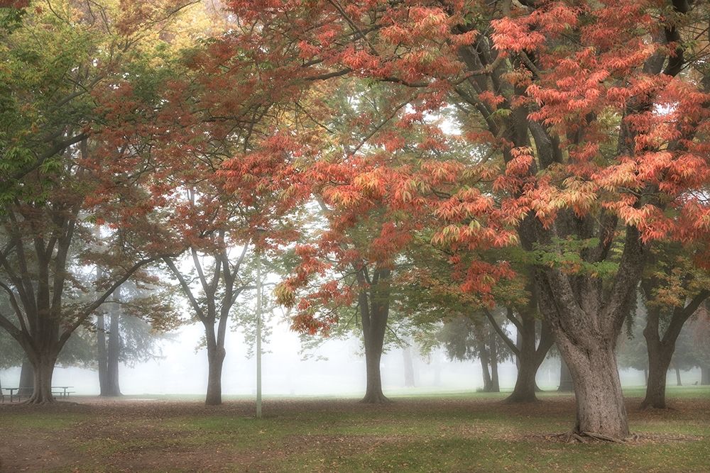 The Meadow 4 art print by Dianne Poinski for $57.95 CAD