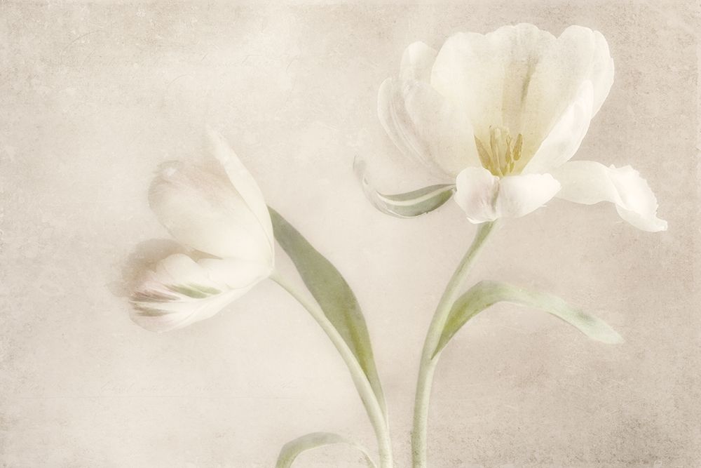 Whispering White I art print by Dianne Poinski for $57.95 CAD