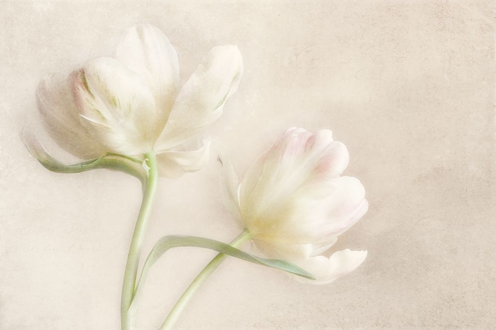 Whispering White II art print by Dianne Poinski for $57.95 CAD