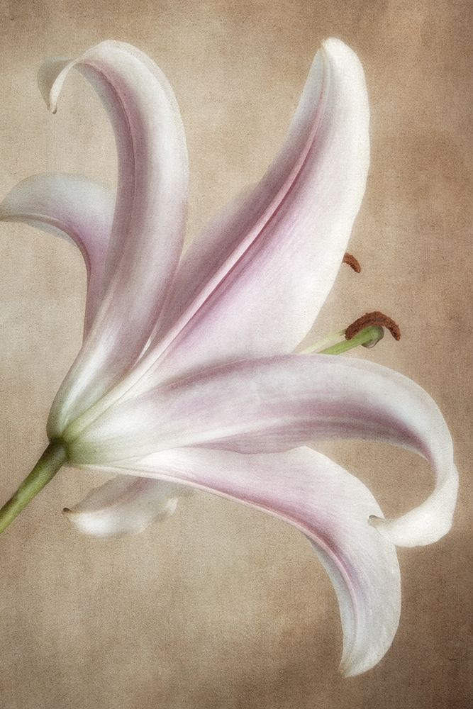 Lavender Lily art print by Dianne Poinski for $57.95 CAD