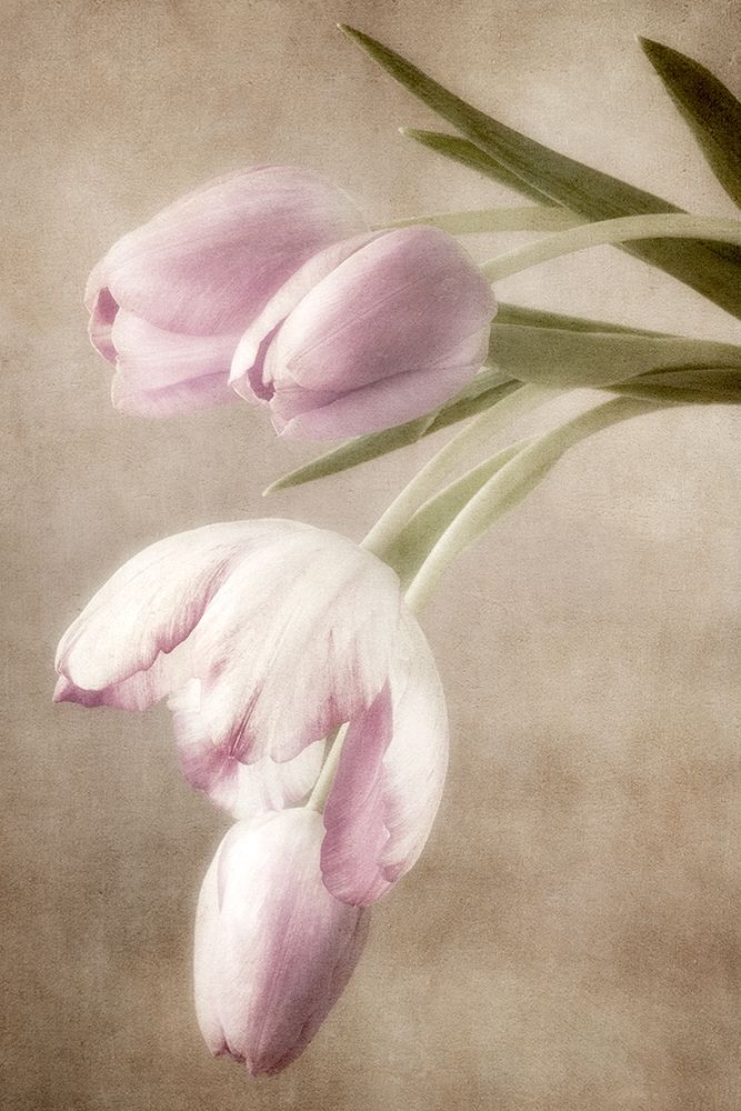 Lavender Tulips art print by Dianne Poinski for $57.95 CAD