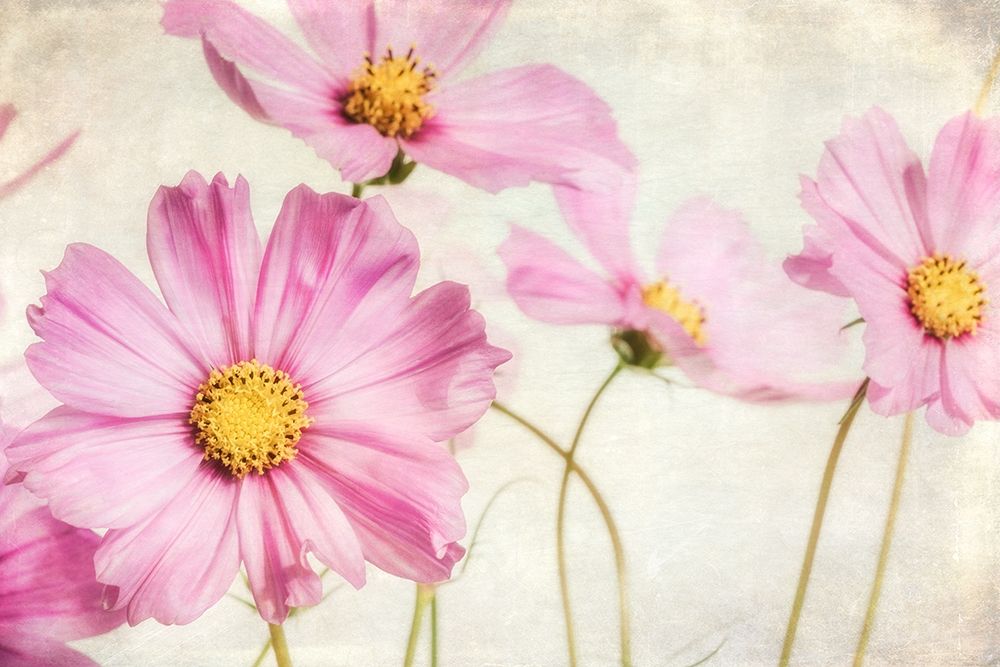 Pink Dainties 6 art print by Dianne Poinski for $57.95 CAD