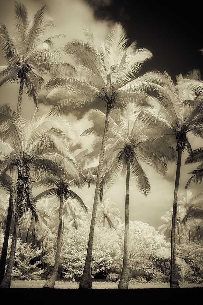 White Palms 1 art print by Dianne Poinski for $57.95 CAD