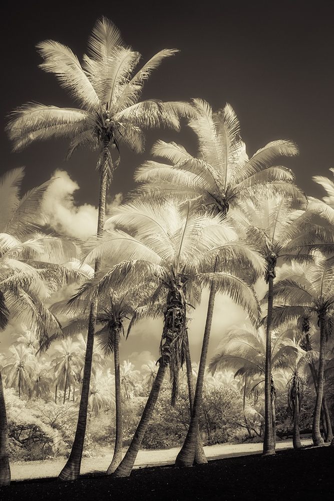 White Palms 2 art print by Dianne Poinski for $57.95 CAD