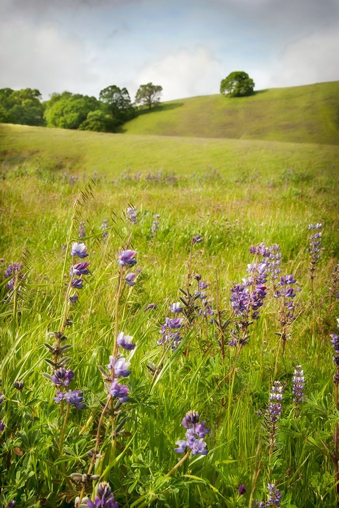 Wildflower Hill 3 art print by Dianne Poinski for $57.95 CAD