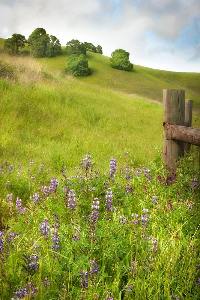 Wildflower Hill 4 art print by Dianne Poinski for $57.95 CAD