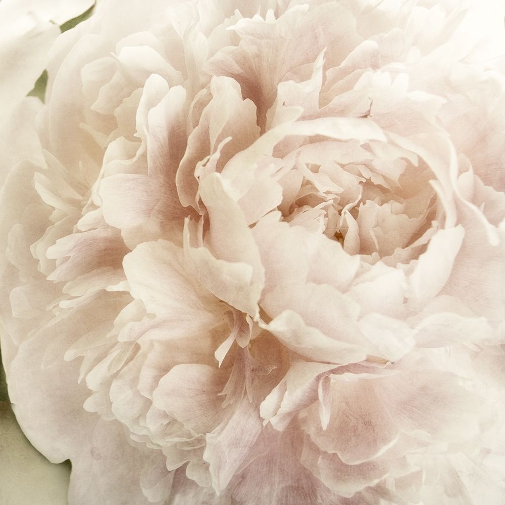 Peony 2 art print by Dianne Poinski for $57.95 CAD