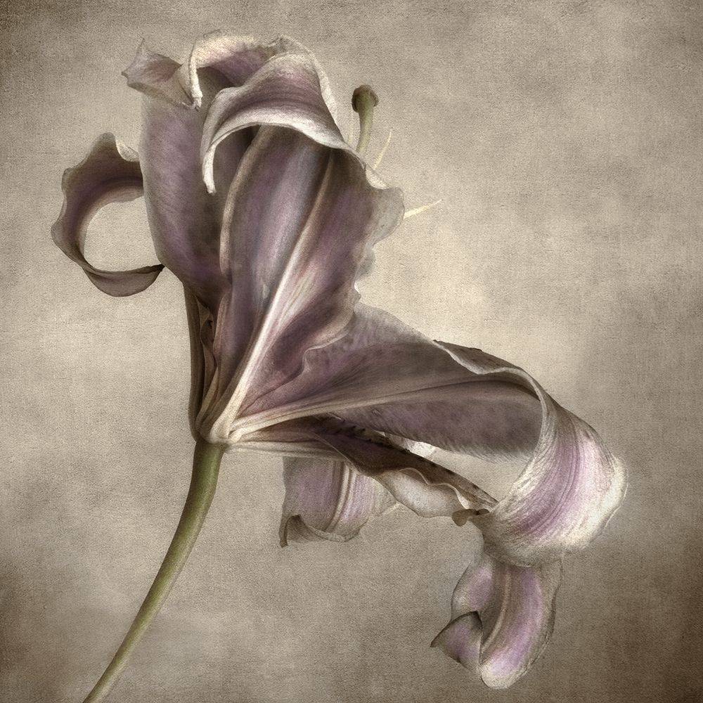 Purple Lily 2 art print by Dianne Poinski for $57.95 CAD