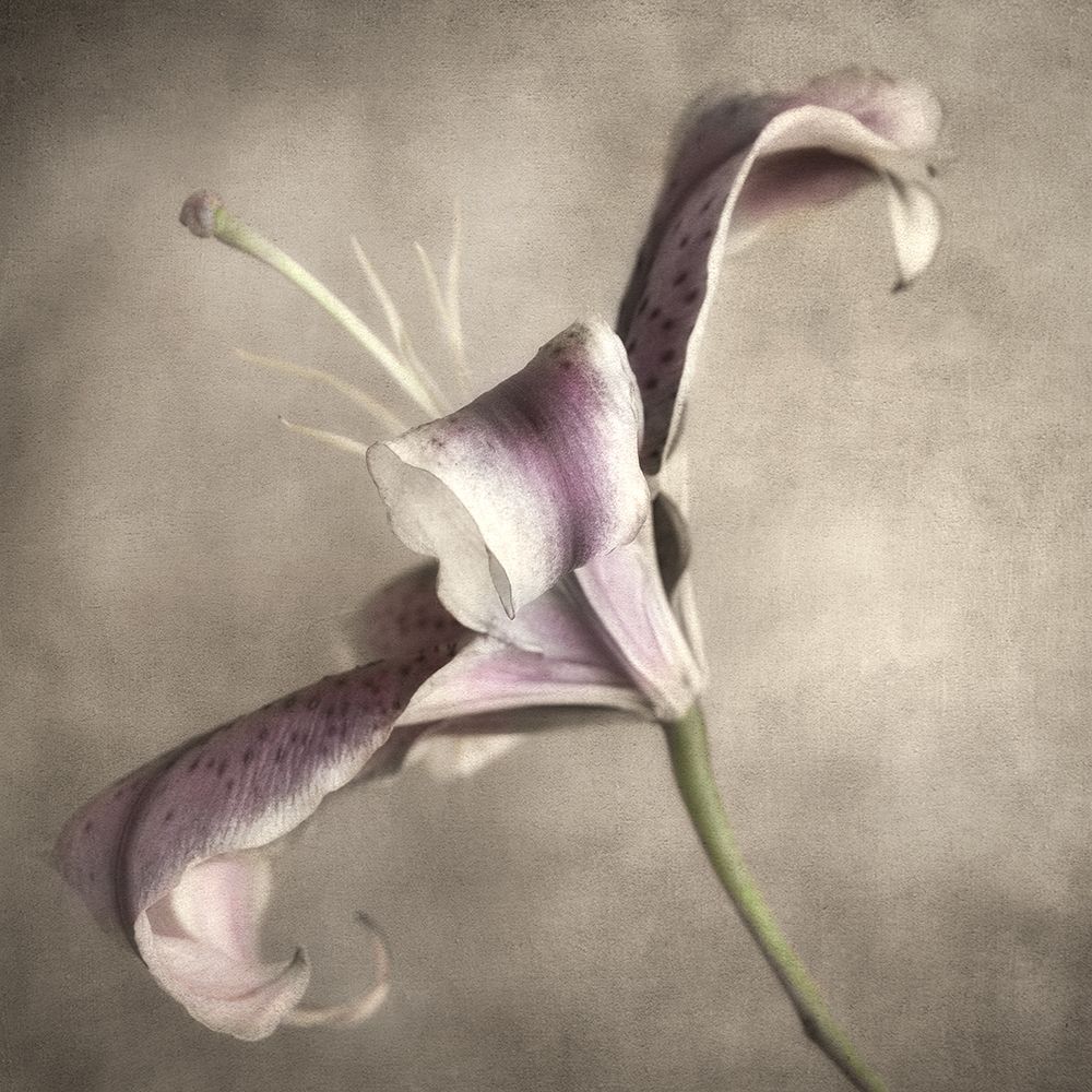 Purple Lily 3 art print by Dianne Poinski for $57.95 CAD