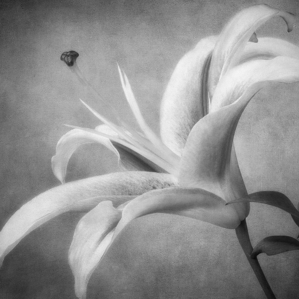 Black and White Lily 4 art print by Dianne Poinski for $57.95 CAD