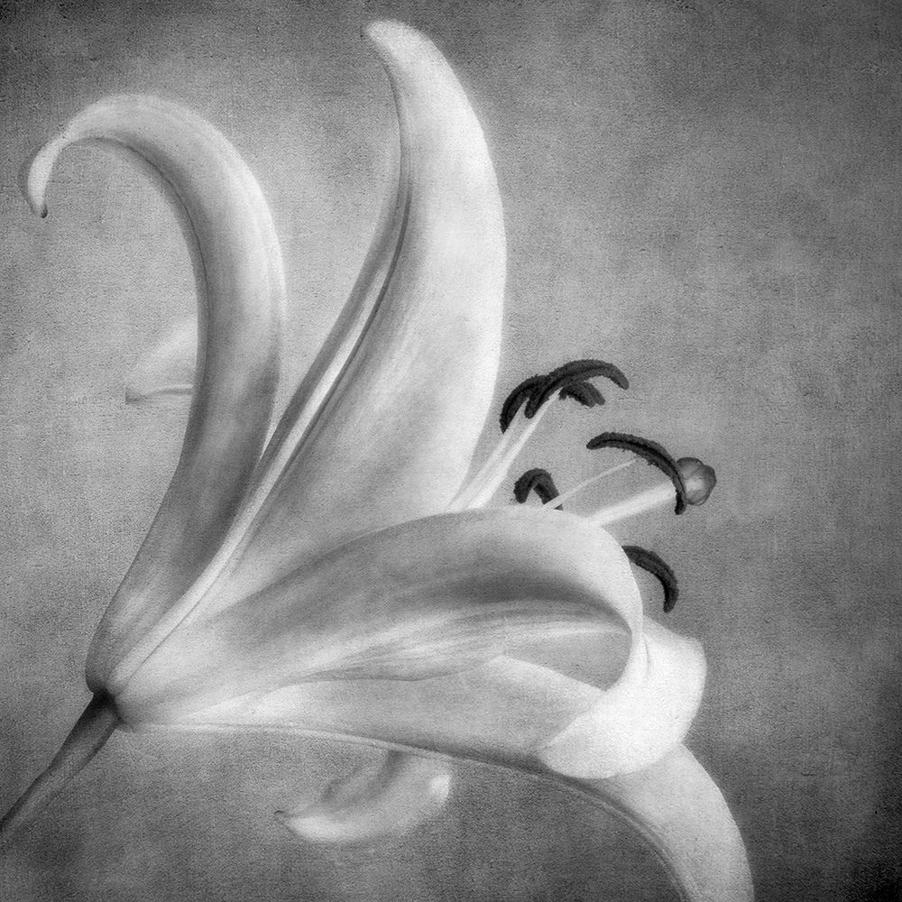 Black and White Lily 5 art print by Dianne Poinski for $57.95 CAD