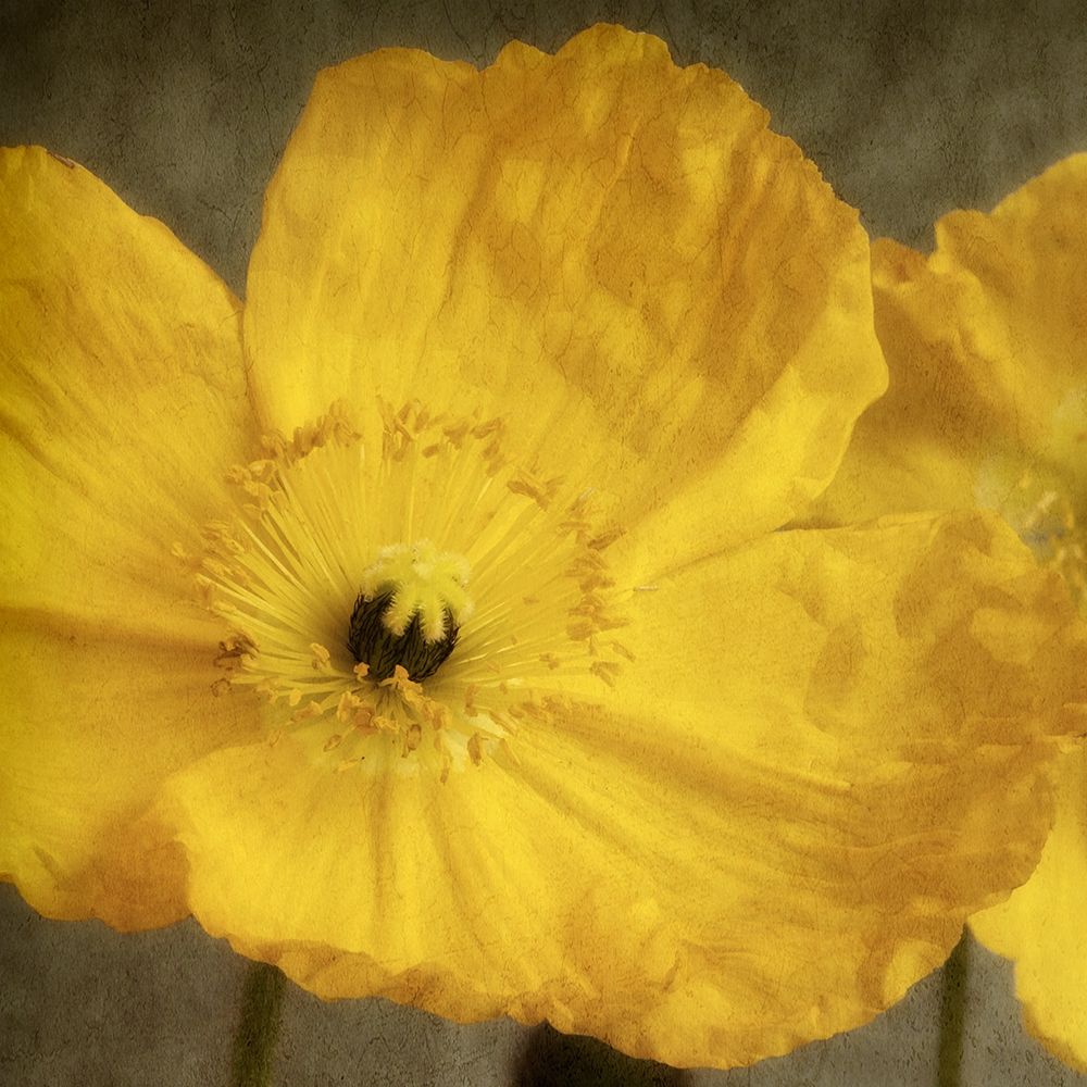 Yellow Poppy 1 art print by Dianne Poinski for $57.95 CAD