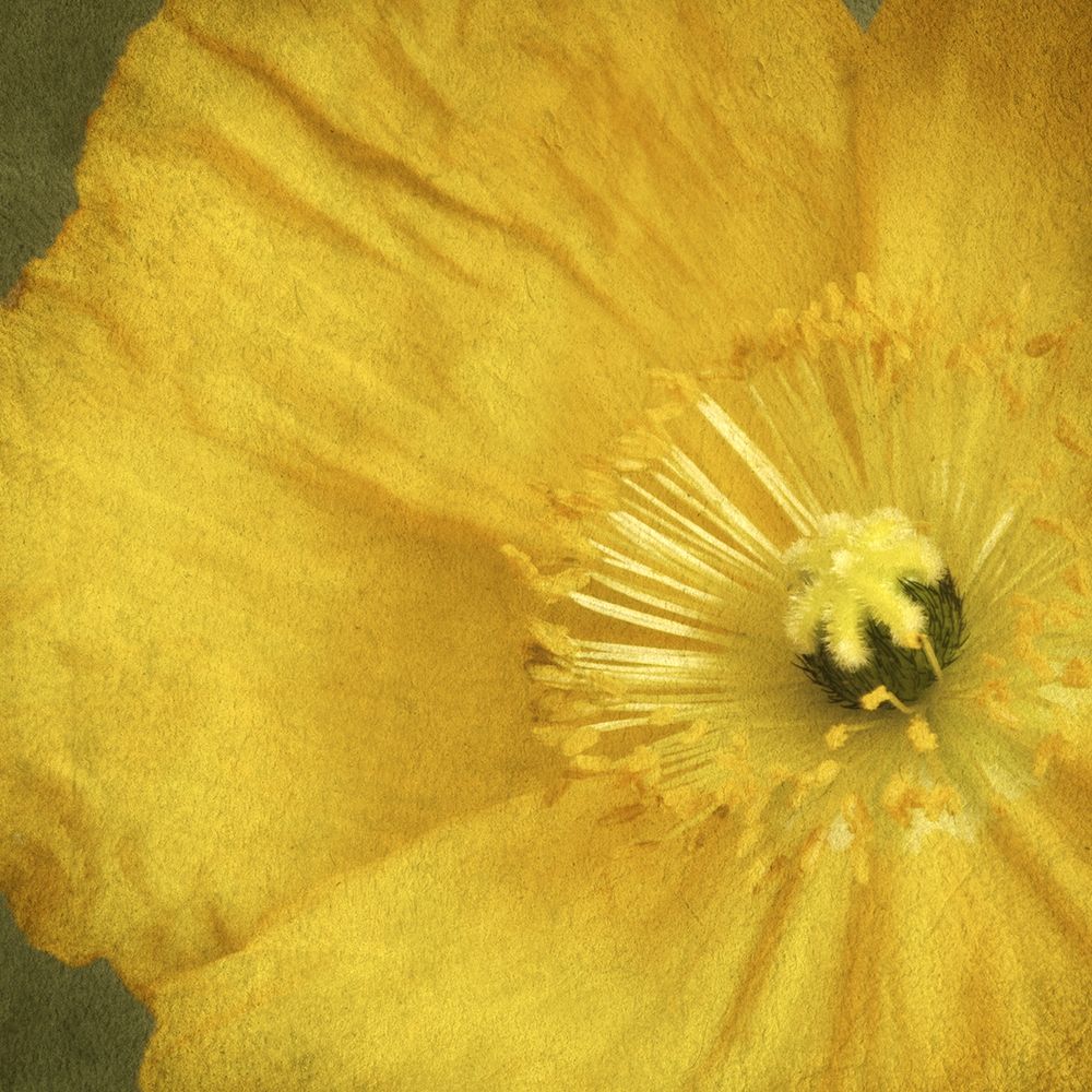 Yellow Poppy 2 art print by Dianne Poinski for $57.95 CAD