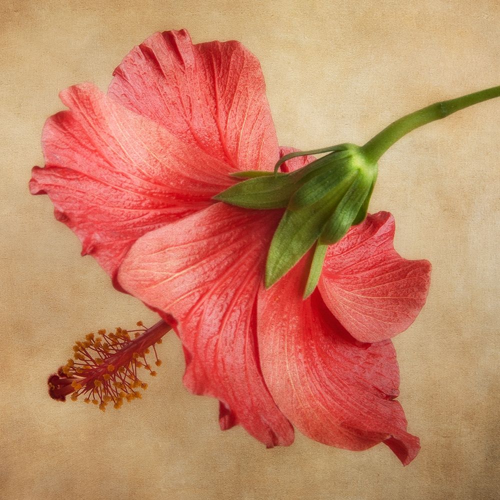 Hibiscus 101 art print by Dianne Poinski for $57.95 CAD