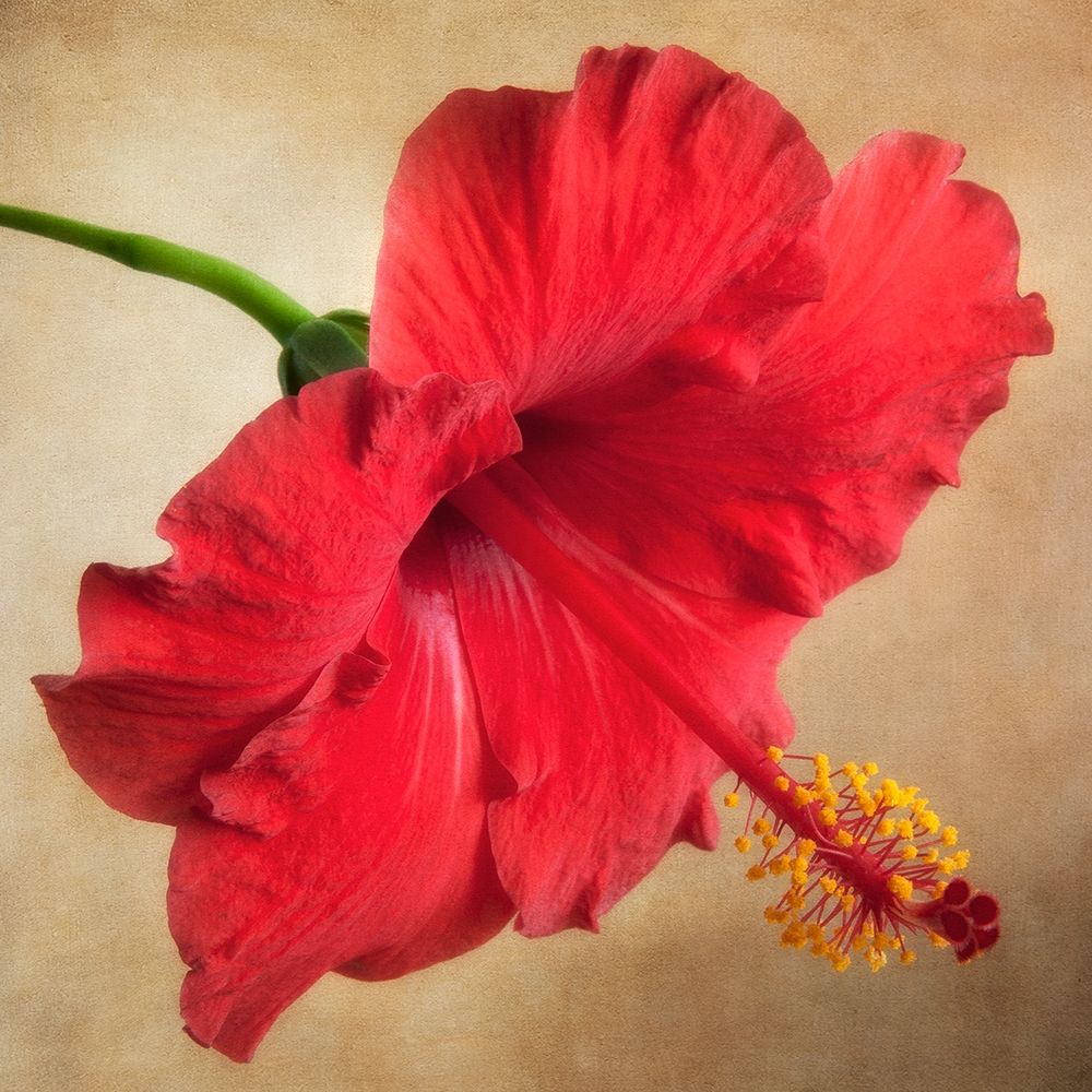 Hibiscus 102 art print by Dianne Poinski for $57.95 CAD