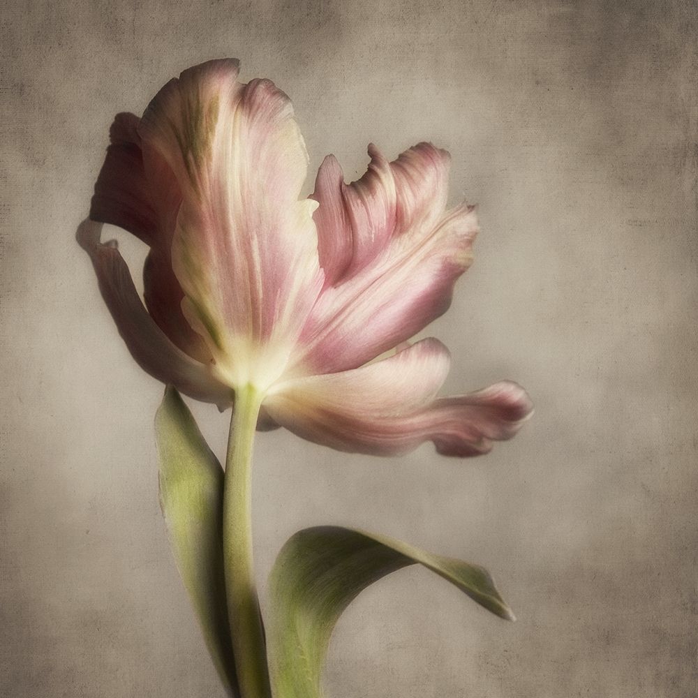 Pink Tulip 1 art print by Dianne Poinski for $57.95 CAD