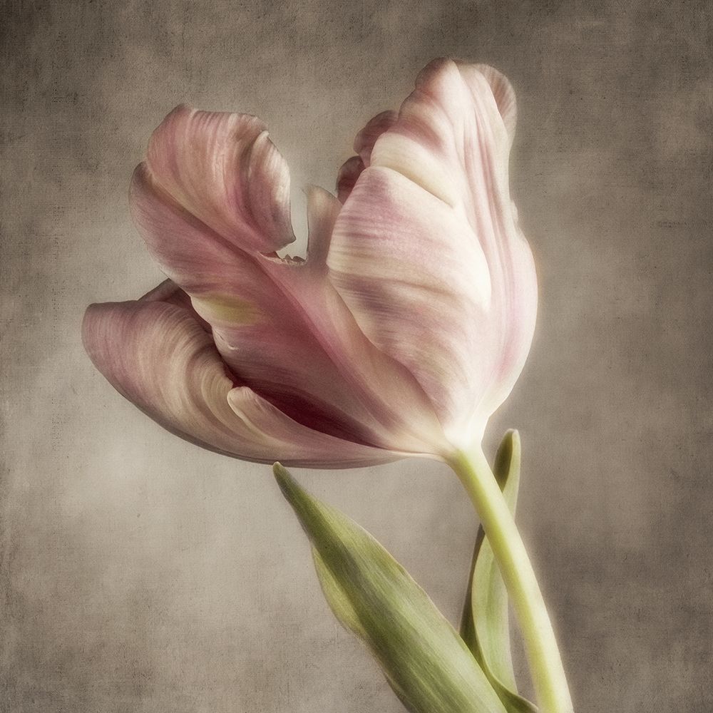 Pink Tulip 2 art print by Dianne Poinski for $57.95 CAD