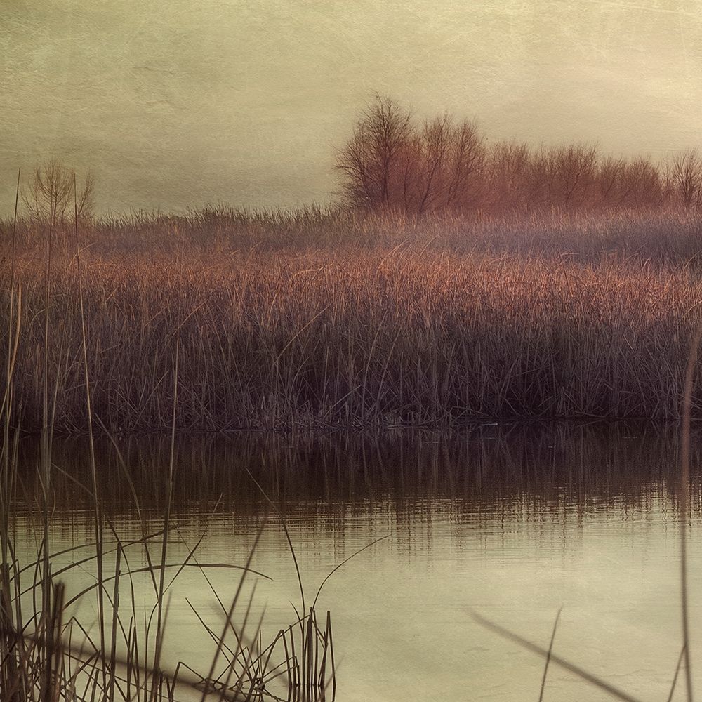 Wetlands Marsh 1 art print by Dianne Poinski for $57.95 CAD