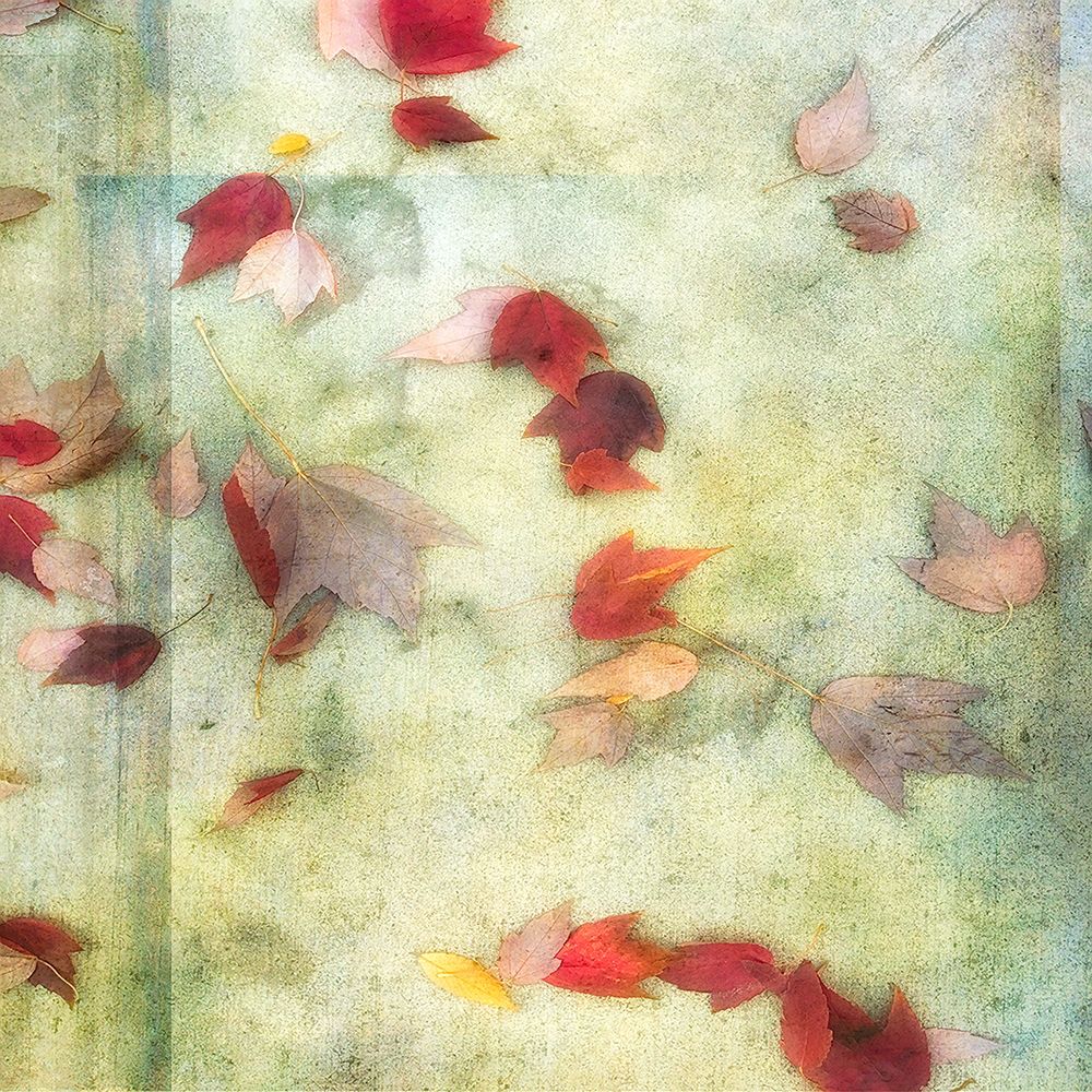 Fall Leaves 1 art print by Dianne Poinski for $57.95 CAD