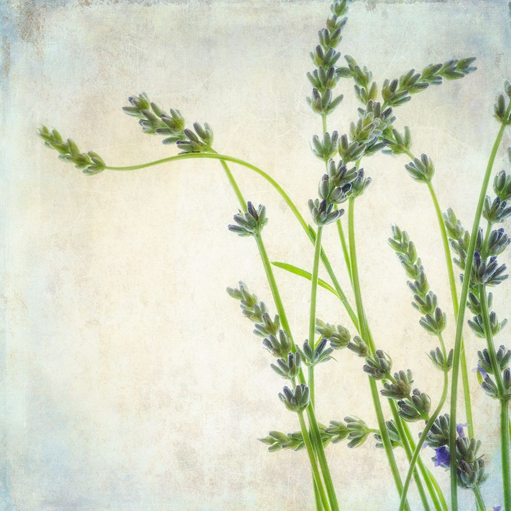 Lavender 2 art print by Dianne Poinski for $57.95 CAD