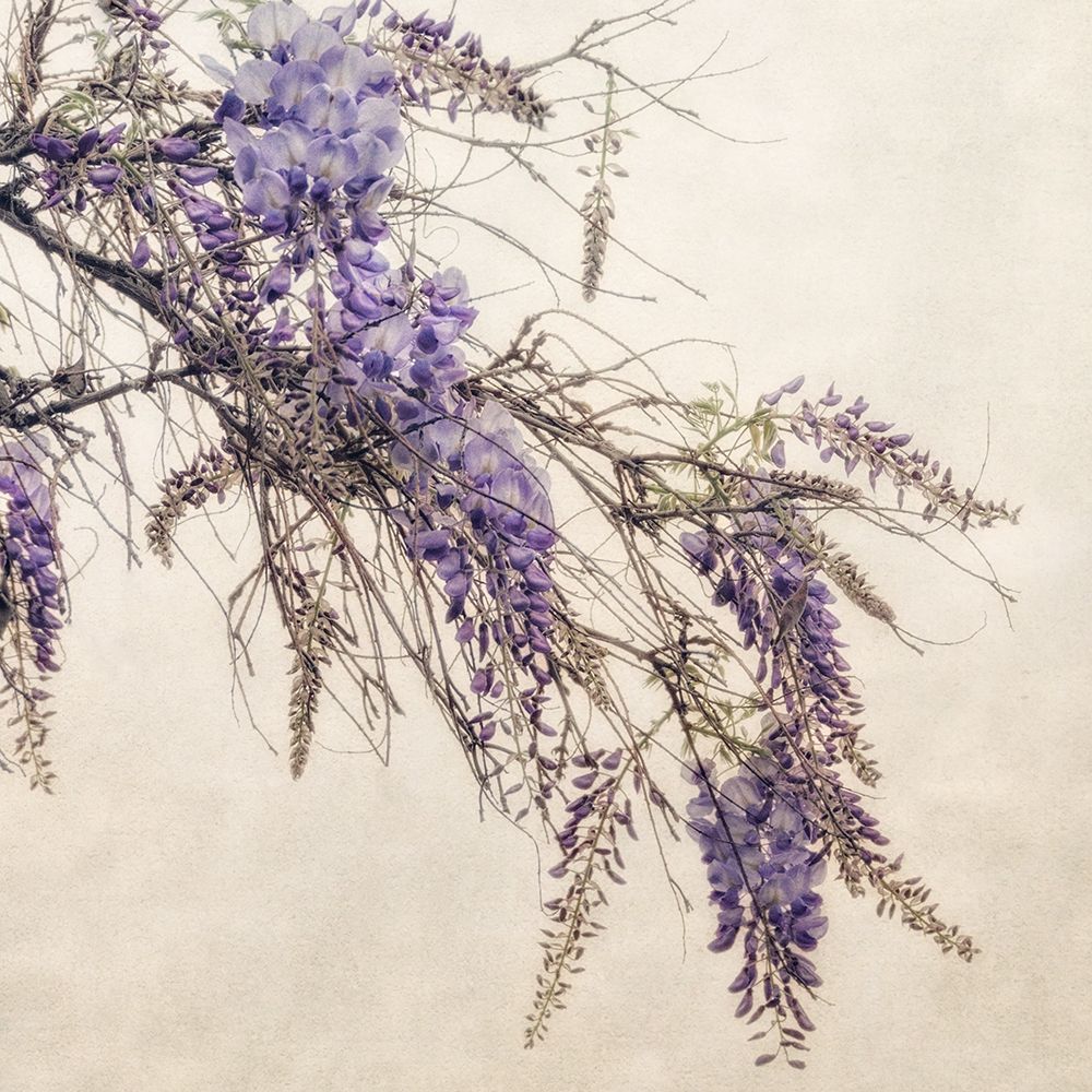 Wisteria art print by Dianne Poinski for $57.95 CAD