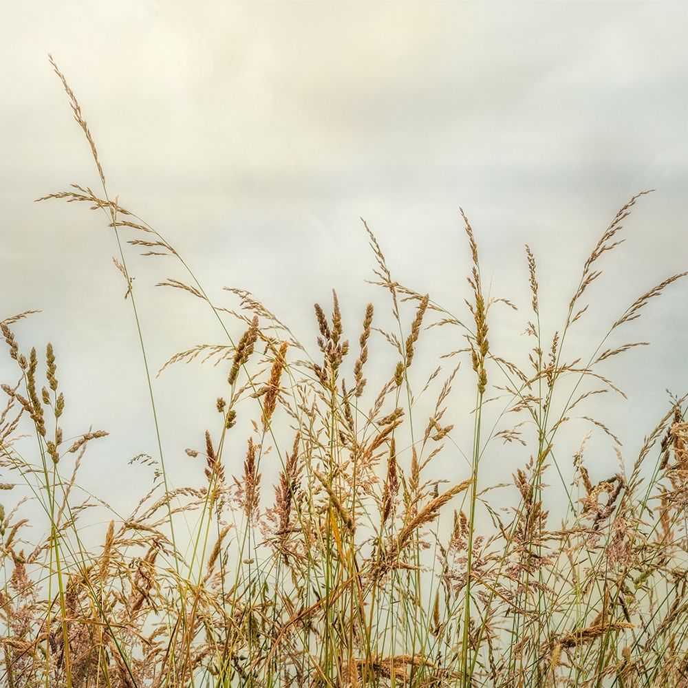 Bluff Grass 1 art print by Dianne Poinski for $57.95 CAD