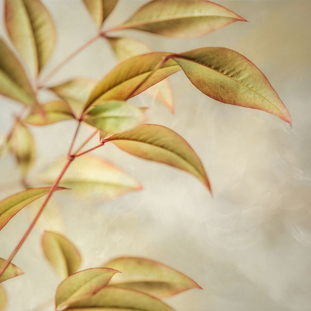 Golden Leaves 1 art print by Dianne Poinski for $57.95 CAD