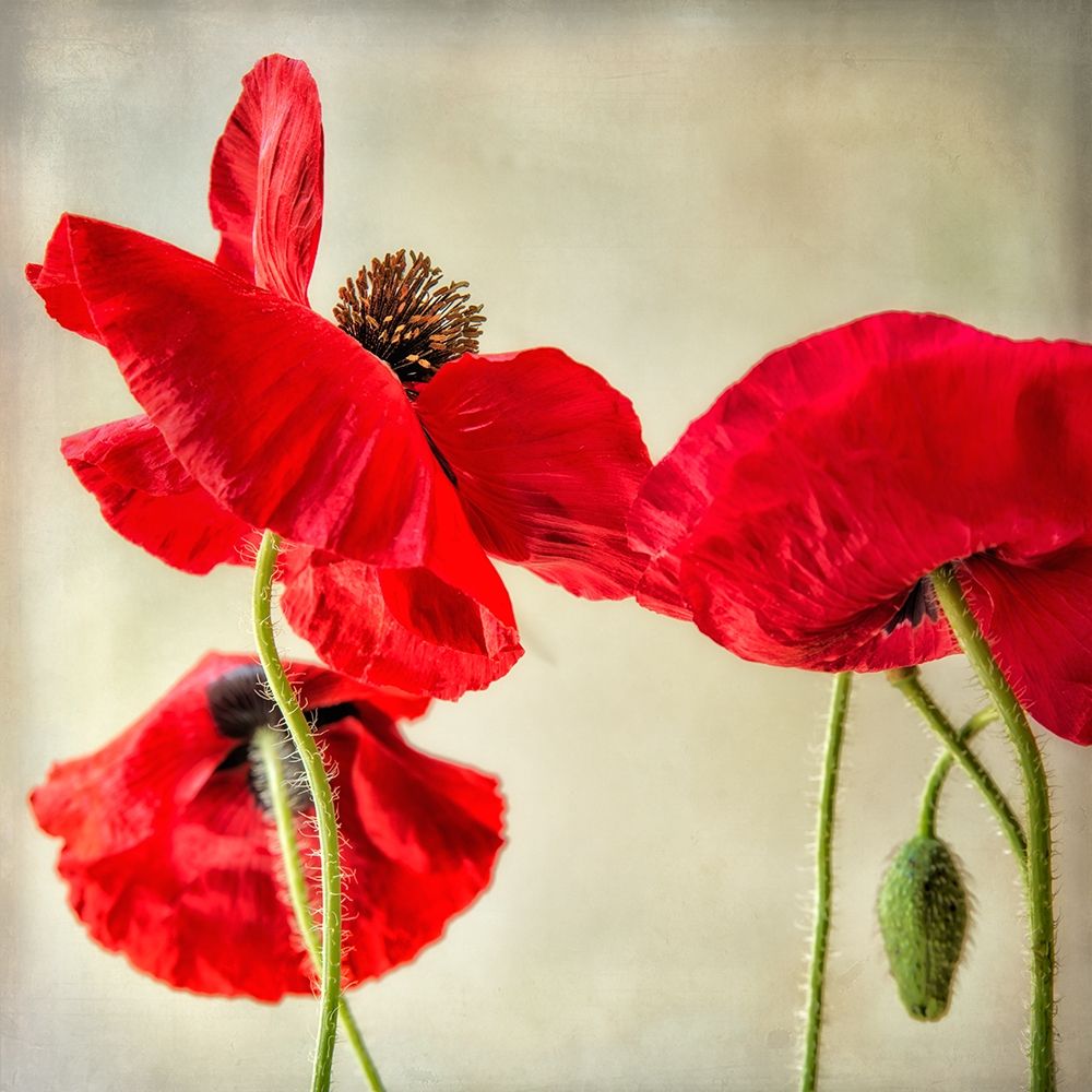 Red Poppies 1 art print by Dianne Poinski for $57.95 CAD