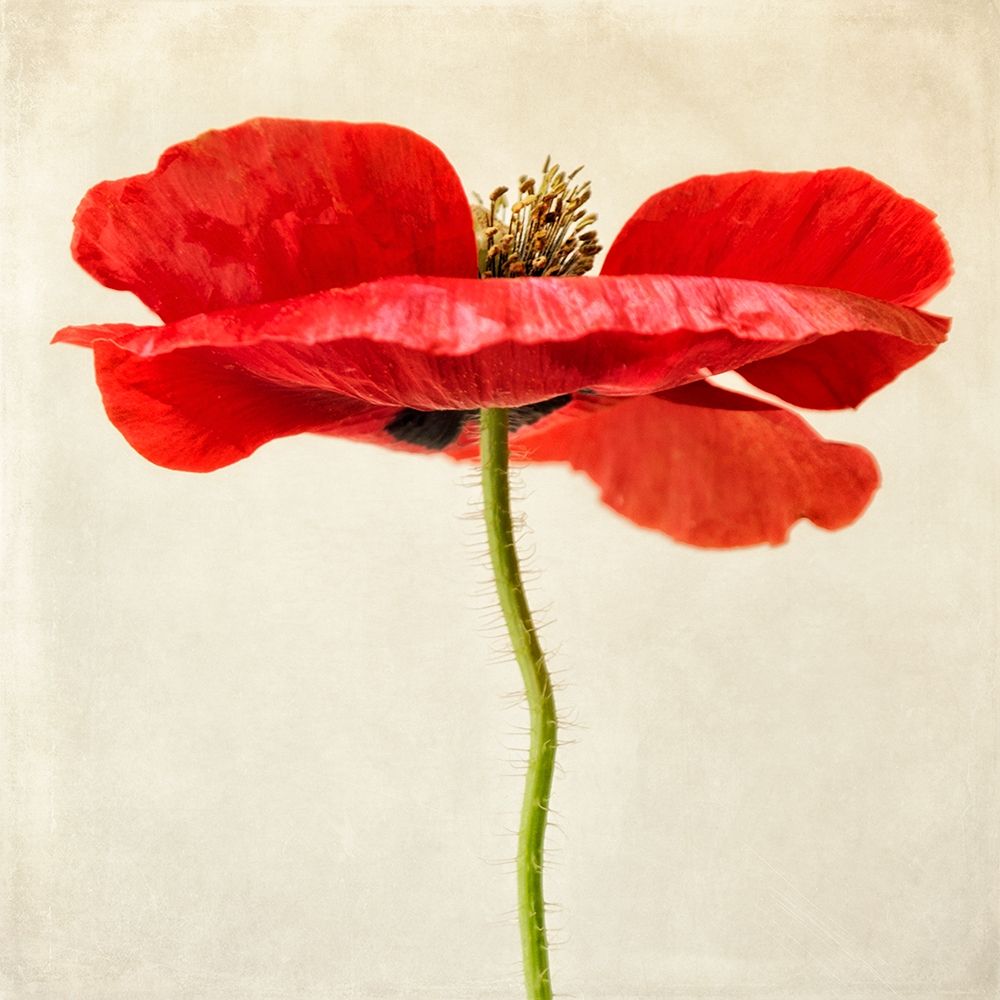 Red Poppy 2 art print by Dianne Poinski for $57.95 CAD