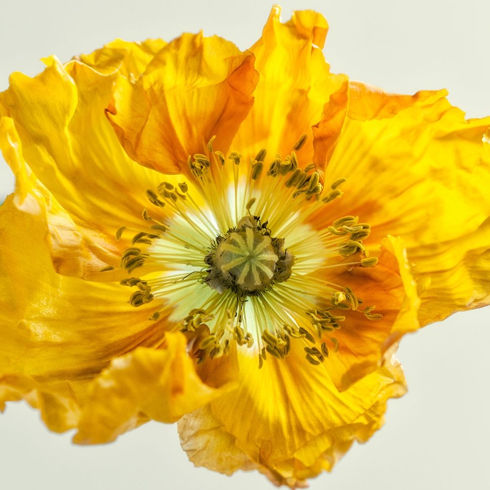 Yellow Poppy 1 art print by Dianne Poinski for $57.95 CAD